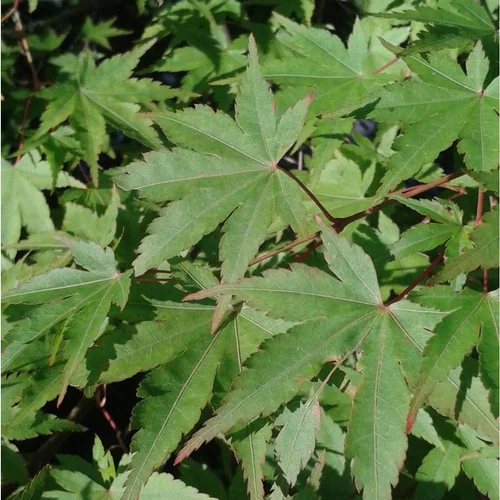 Érable du Japon Anne Irène vert. Le pot de 19 litres