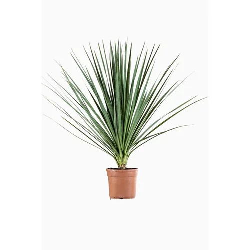 Cordyline Variée en pot de 3 L vert