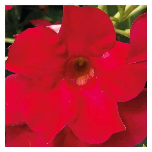 Dipladenia Early Scarlet - Le pot de 9 x 9 cm