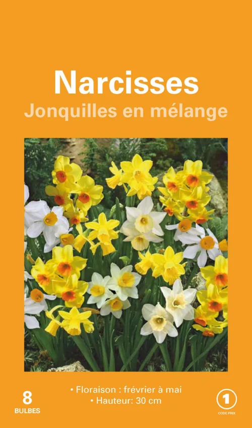 Narcisse jonquille en mélange botanic® - 8 bulbes