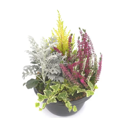 Composition d'extérieur mélange non gelif - La coupe de 24 cm