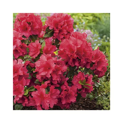 Azalea japonica vuyks scarlet rouge en pot de 5 L