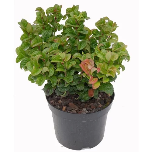 Leucothoe Curly Red - C2