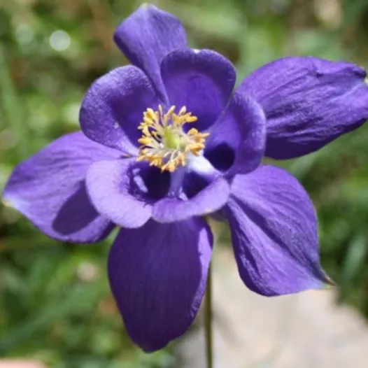 Grande Ancolie | Semences de fleurs bio et reproductibles