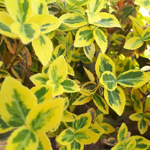 Fusain couvre-sol vert. Le pot de 2 litres