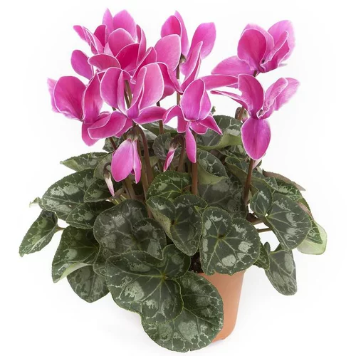 Cyclamen Grandes Fleurs - Le pot de 18 cm