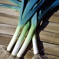 Poireau Bleu de Solaise. La botte de 50 plants
