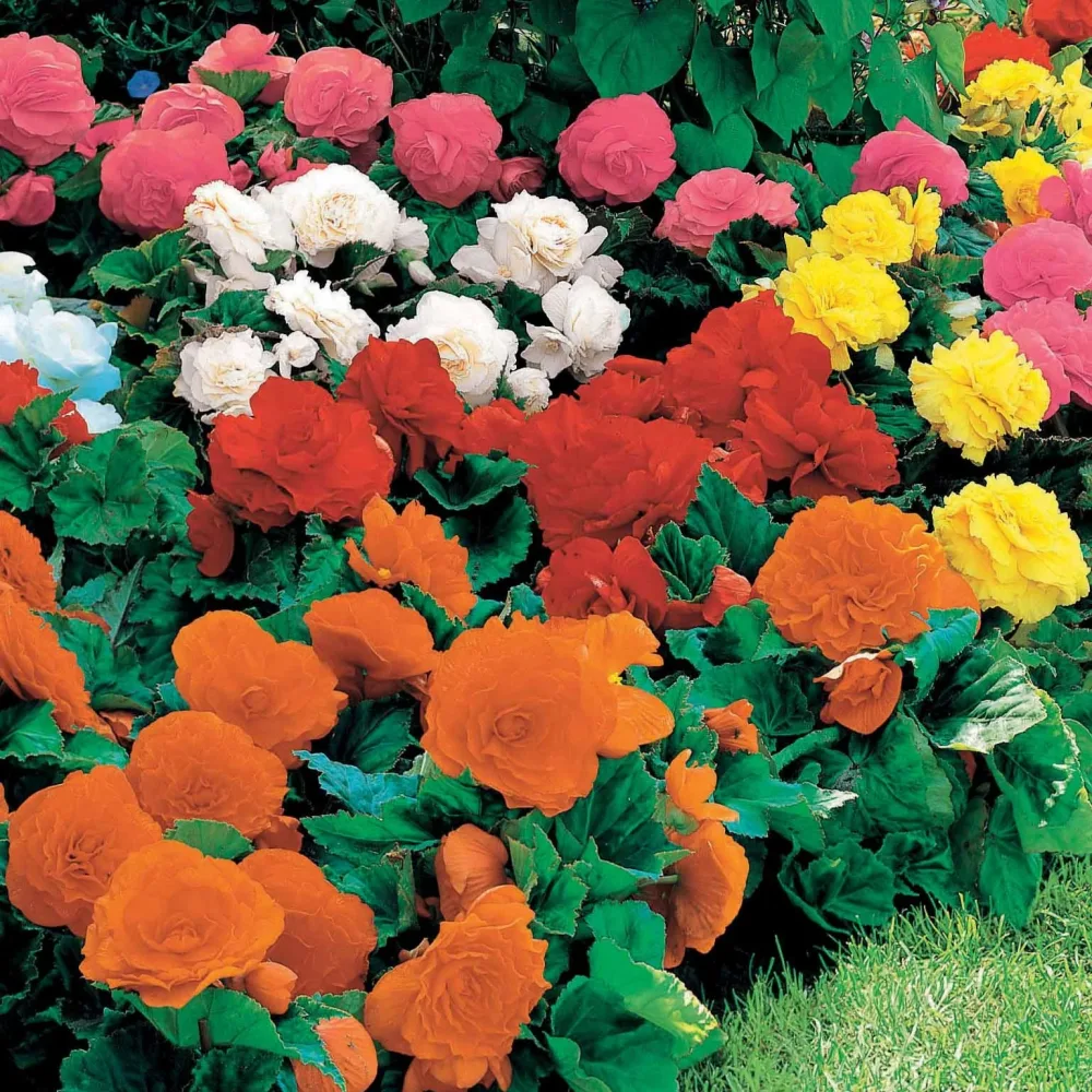16 Bégonias Non Stop jaunes, rouges, roses, blancs en mélange Begonia multiflora non stop