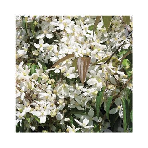 CLEMATITE ARMANDII. Le pot de 6 litres