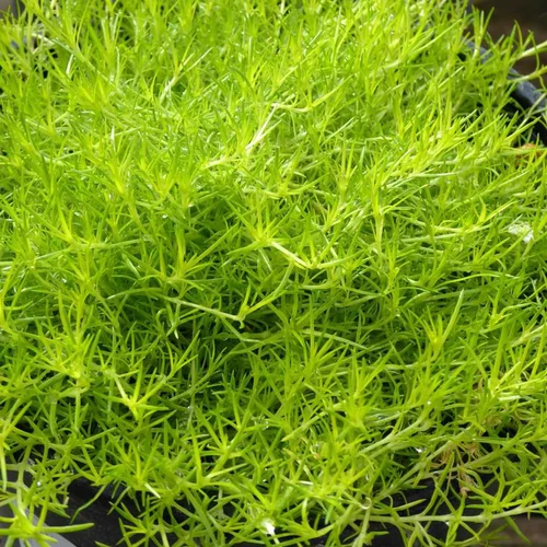 Sagina Subulata Lime Moss - Le pot de 4 litres