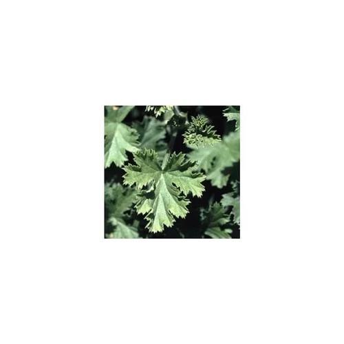 Geranium Odorant - Le pot diam 12 cm