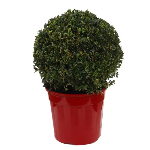 Buxus Sempervirens ou Buis boule en pot déco de 5 L