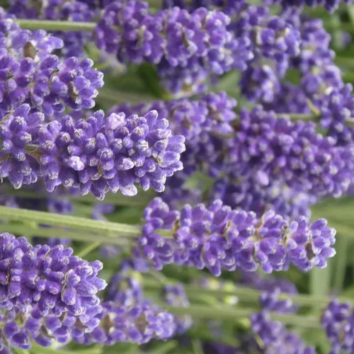 Lavande Angustifolia - Le pot de 3 litres