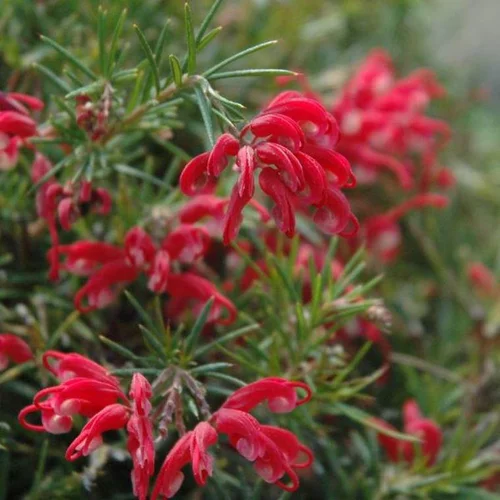 Grevillea CVE – Pot de 4L