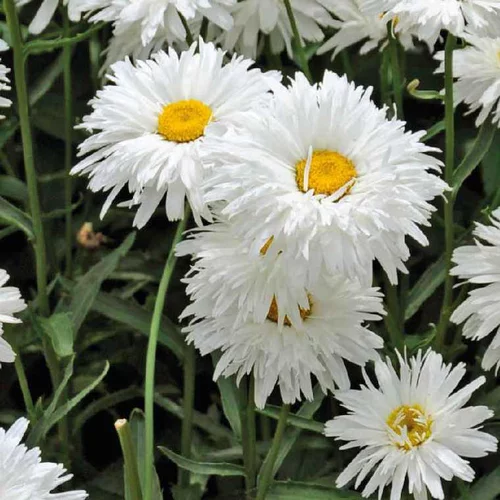Marguerite d'été à fleurs doubles - Le pot de 9 x 9 cm