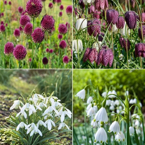 70 Bulbes de fleurs Butterfly Food en mélange Eranthis, Galanthus, Leucojum, Muscari, Fritillaria, Tulipa, Allium