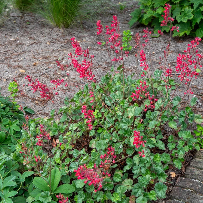 Heuchère sanguine Leuchtkäfer Heuchera sanguinea Leuchtkäfer