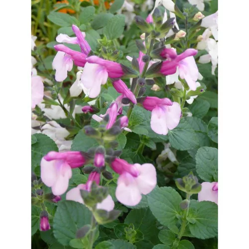 Sauge Salvia x Jamensis Shell Dancer - Le pot de 7,5 litres