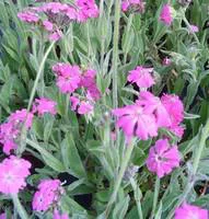 Lychnis rouge. Le pot de 3 litres