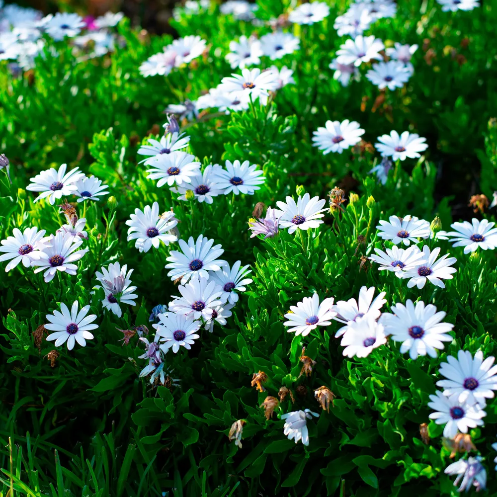3 Marguerites du Cap blanches Osteospermum margarita white