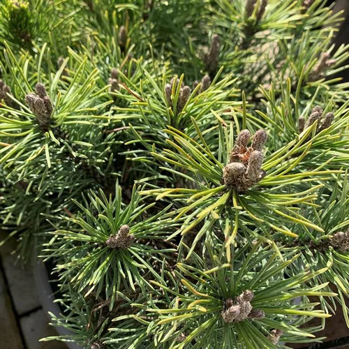 Pin (Pinus) Mugo Mops. Le pot de 10 litres