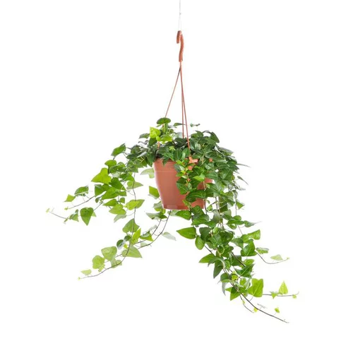Hedera. Le pot Ø 19 cm