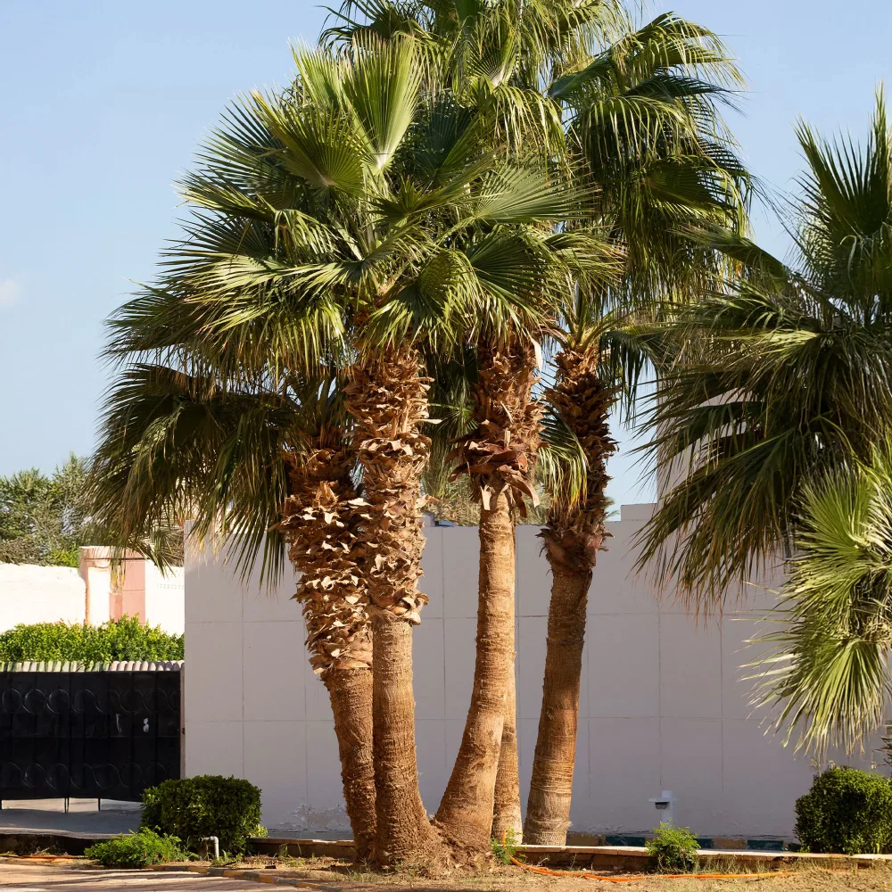 Palmier à jupon - Washingtonia filifera Washingtonia filifera