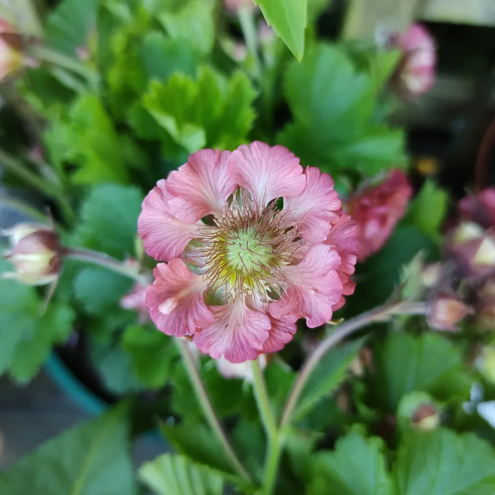 Benoîte Pink Petticoats Geum Pink Petticoats