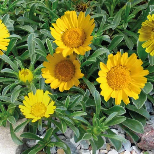 Astericus. Le pot de 14 cm