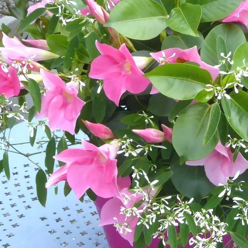 Dipladenia+ Summer Snow - La jardinière