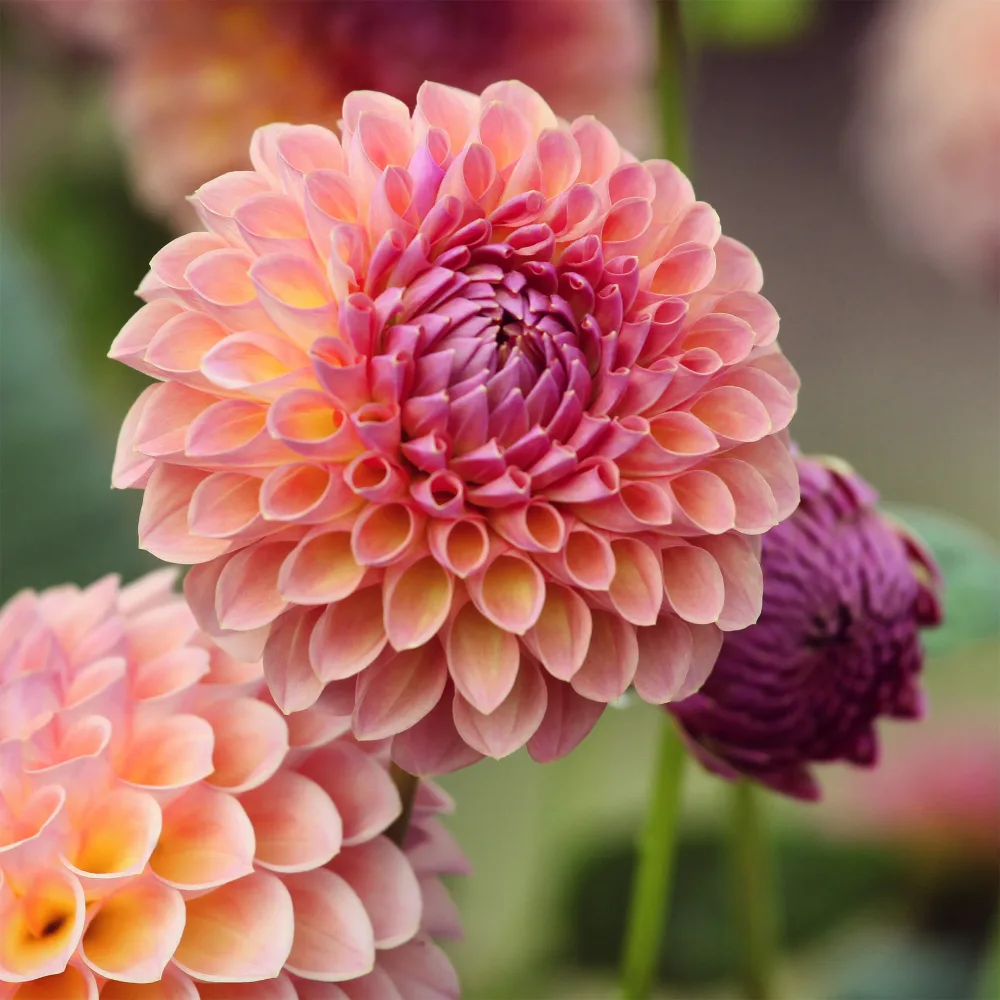 Dahlia ball Jowey Winnie Dahlia Jowey Winnie
