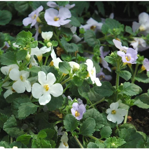 Mélange de Bacopa (Sutera cordata) à fleurs multicolores - La jardinière de 40 cm