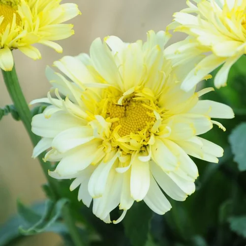 Marguerite d’été real charmer jaune en pot de 2 L