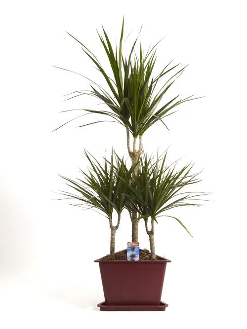 Dracaena marginata 7 pieds. Le pot de Ø 31 x H 160 cm, forme carrousel