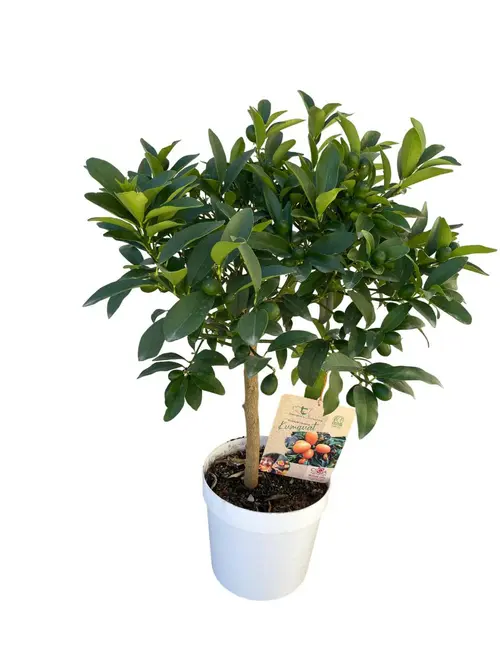Kumquat coloris orange - 5 L