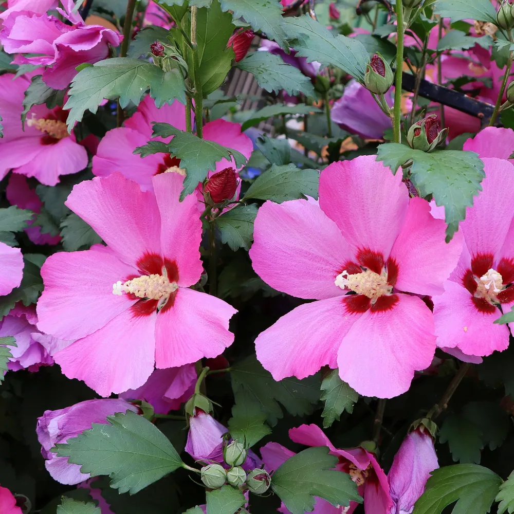 Hibiscus Flower Tower Ruby ® Hibiscus syriacus Flower Tower Ruby ®