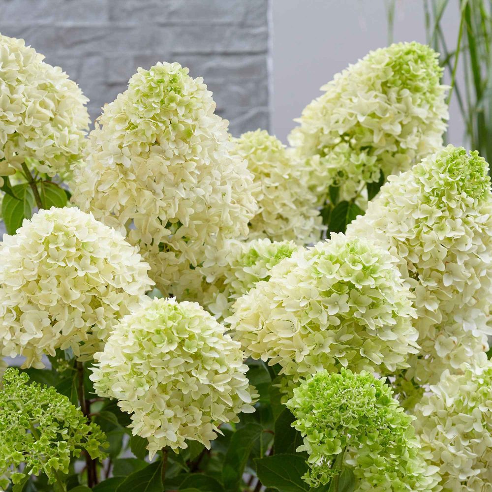 Hortensia paniculé Skyfall Hydrangea paniculata skyfall