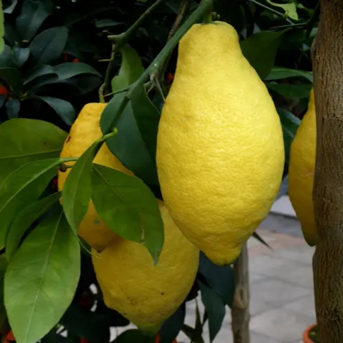 Citronnier coloris jaune - 2,5 L