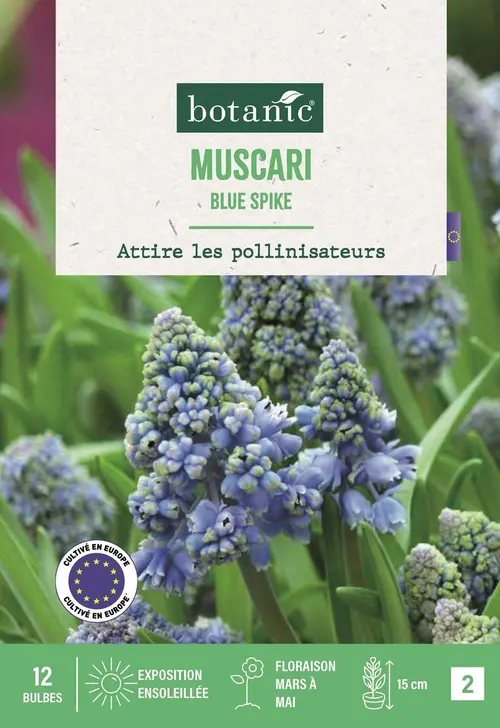 Bulbes de fleurs Muscari Blue Spike bleu botanic® - 12 bulbes