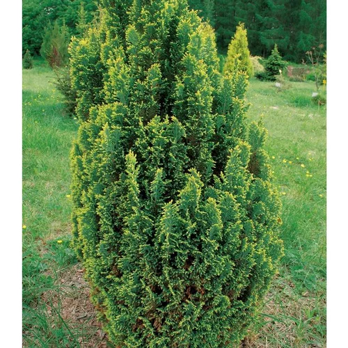 Cyprès de Lawson jaune. Le pot 2 litres