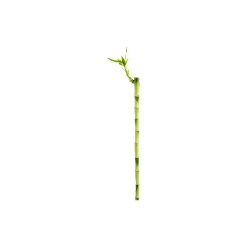 Lucky Bamboo droit. Le pot H 50 cm