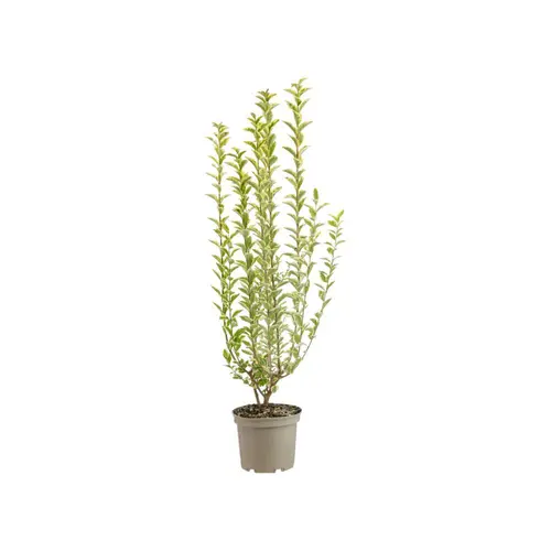 Ligustrum Ibota Musli® - 7 L