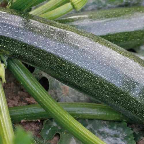 Courgette Black Beauty Bio. Le pot de 10,5 cm