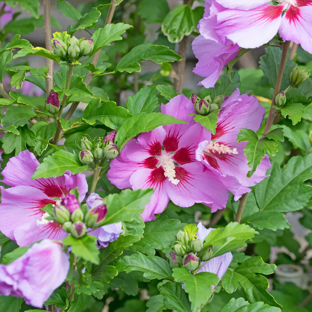 Hibiscus Flower Tower Purple ® Hibiscus syriacus Flower Tower Purple ®