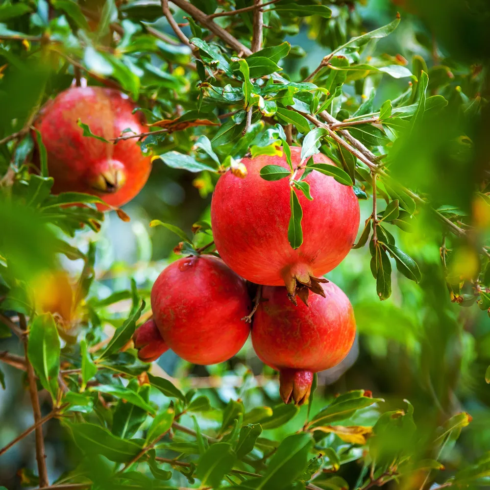Grenadier à fruits Punica granatum