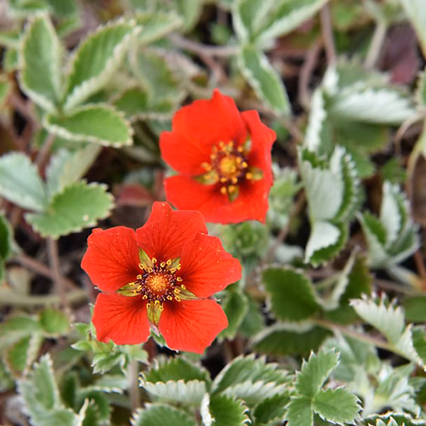 6 x Potentille vivace – Potentilla atrosanguinea, godet 9cm x 9cm