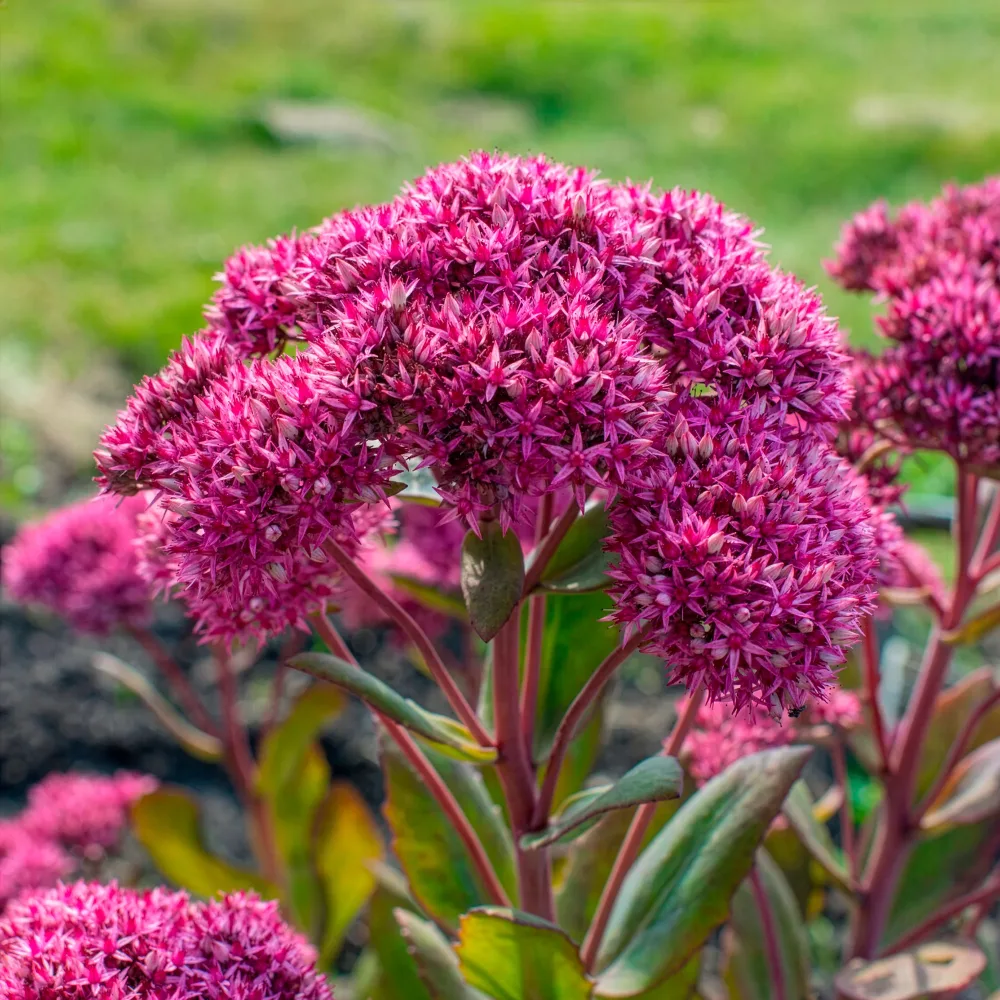 Sedum Mr Goodbud Sedum Mr Goodbud