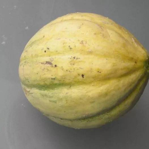 Graines bio de Melon Vieille France