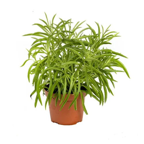 Senecio Himalaya – Pot de Ø6 cm