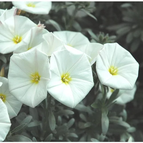 Convolvulus Cneorum - La suspension